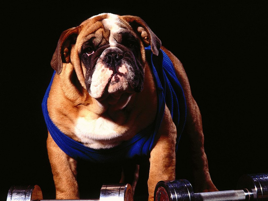 Pumped Up Pooch, Bulldog Mix
